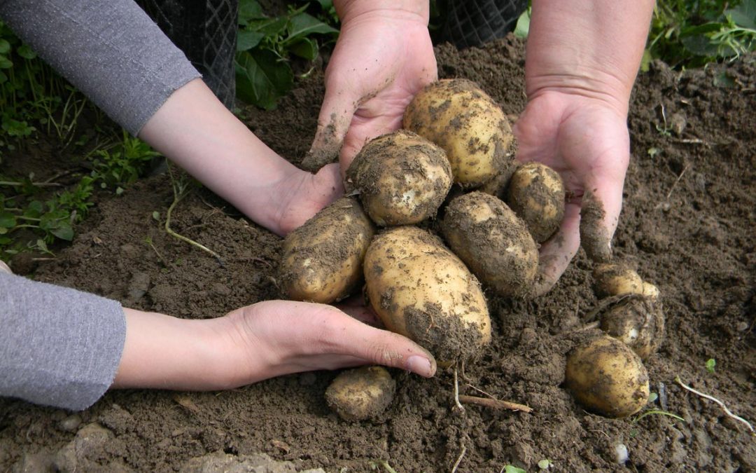 Objavljen natječaj za operaciju 4.1.1. “Restrukturiranje, modernizacija i povećanje konkurentnosti poljoprivrednih gospodarstava” – ulaganja u skladišne kapacitete za krumpir