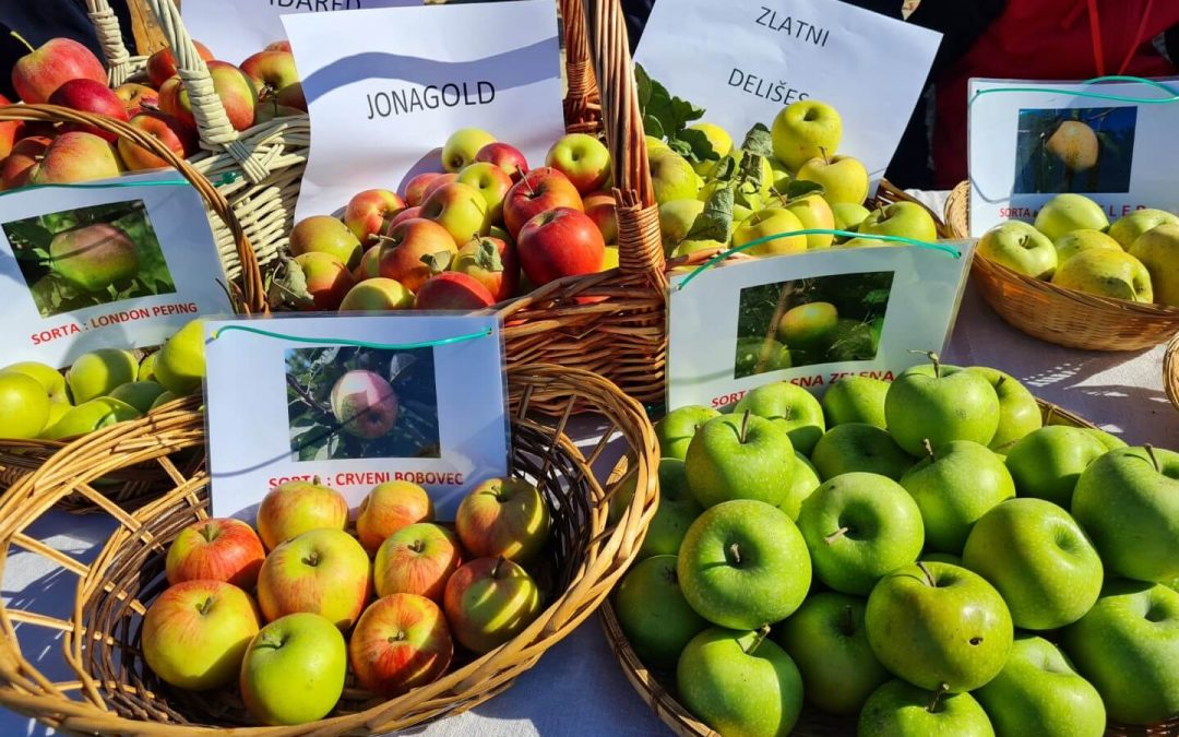 Svjetski dan jabuka obilježen u Voćnjaku starinskih sorti jabuka