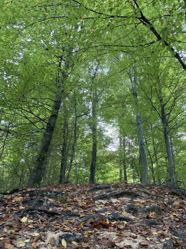 Loa-Lisjak-(3)