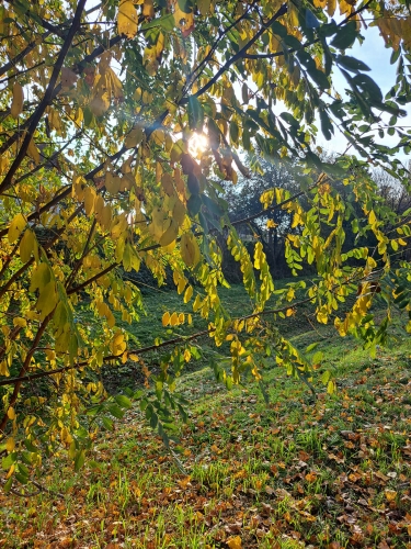 Tena-Kolman