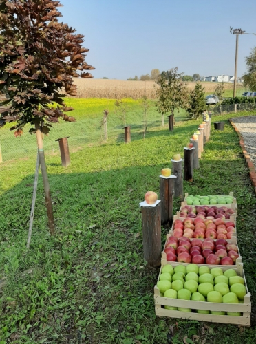 Svjetski dan jabuka u voćnjaku starih sorti jabuka u Brezovcu - 15